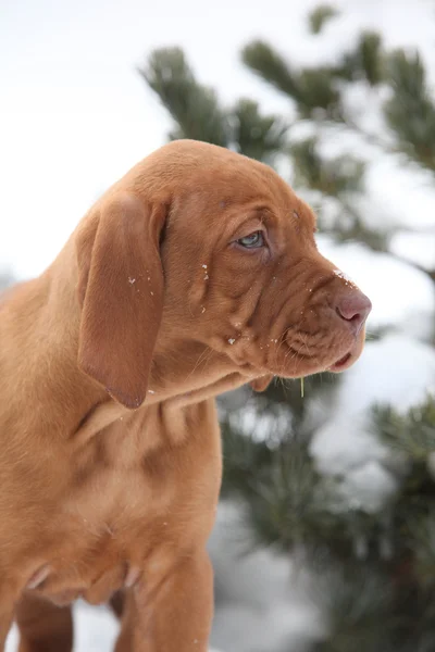 Угорська короткошерсті вказівний собаки в зимовому — стокове фото
