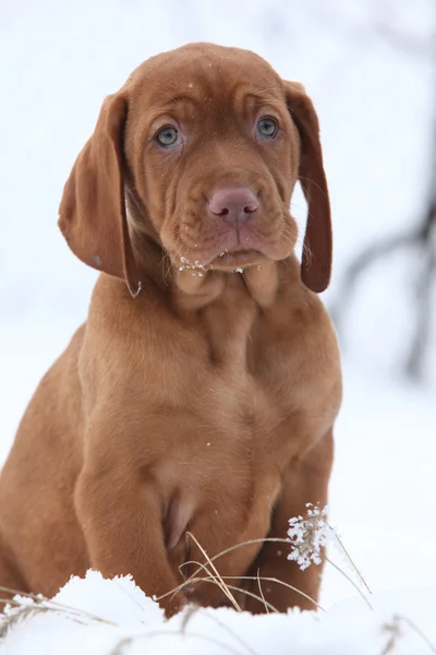 Kışın kısa saçlı Macar işaret eden köpek — Stok fotoğraf