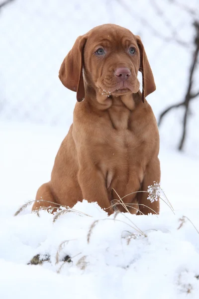 Ungarsk korthåret spisshund om vinteren – stockfoto