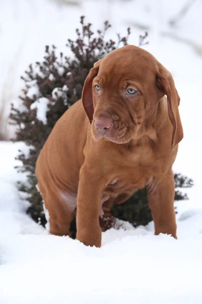 Hongaarse korthaar aanwijsapparaat hond in de winter — Stockfoto