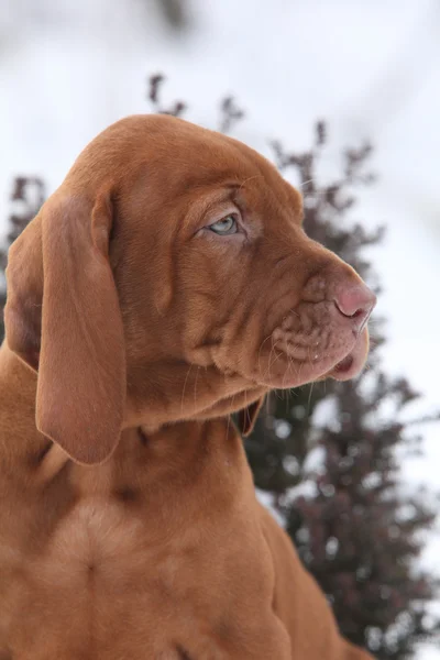 Húngaro de cabelos curtos Apontando Cão no inverno — Fotografia de Stock