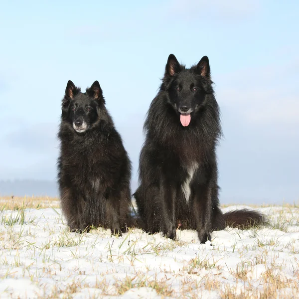 Zwei erstaunliche Groenendaele sitzen im Winter — Stockfoto