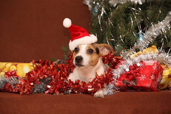 Gorgeous Jack russell terrier with santa hat in a christmas — Stock Photo, Image