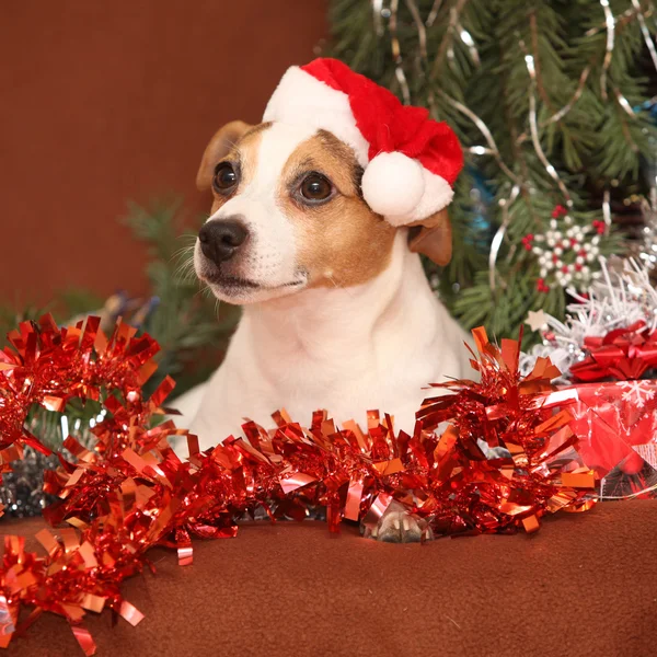 Gorgeous Jack Russell terrier con sombrero de santa en una Navidad —  Fotos de Stock