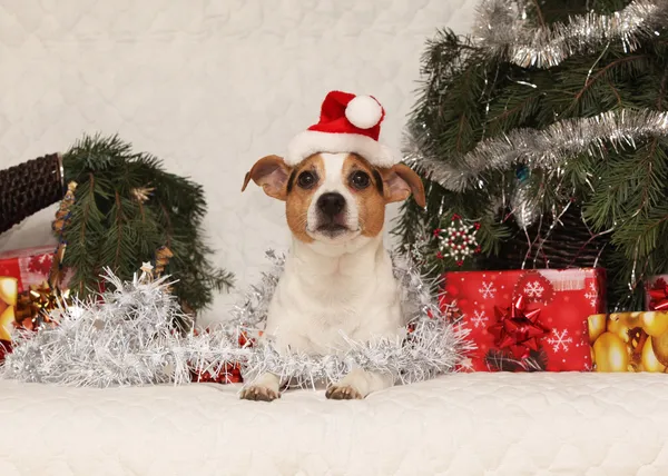 可爱的躺在一个圣诞节杰克罗素梗犬与圣诞老人的帽子 — 图库照片