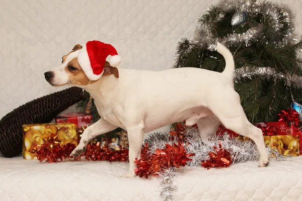Bedårande jack russell terrier med santa hatt i en jul — Stockfoto