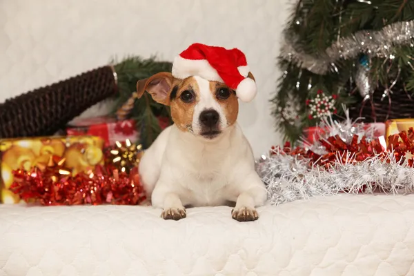 Hermosa mentira Jack Russell terrier con sombrero de Santa en una Navidad — Foto de Stock