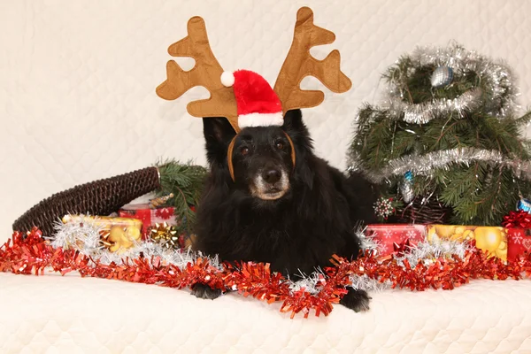 Siyah chien de berger belge bir Noel Ren geyiği geyik boynuzu ile — Stok fotoğraf