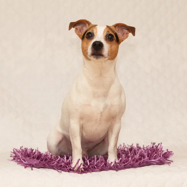 Niedlicher Jack Russell Terrier liegt auf lila Decke — Stockfoto