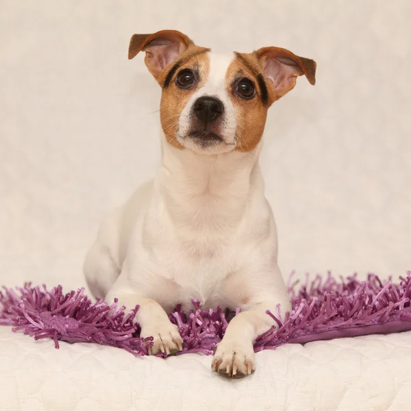 Aranyos jack russell terrier feküdt lila takaró — Stock Fotó