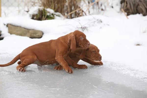 Donmuş lak üzerinde kısa saçlı Macar işaret eden köpek iki kukla — Stok fotoğraf