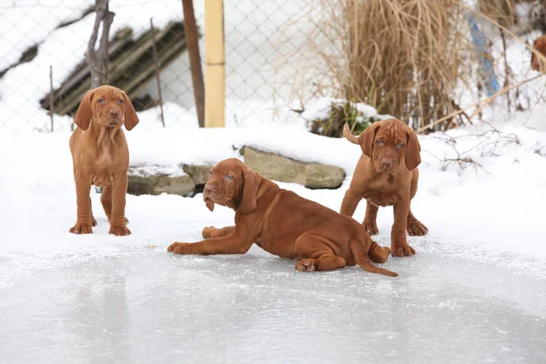 Cuccioli di ungherese a pelo corto Pointing Dog sul lago ghiacciato — Foto Stock