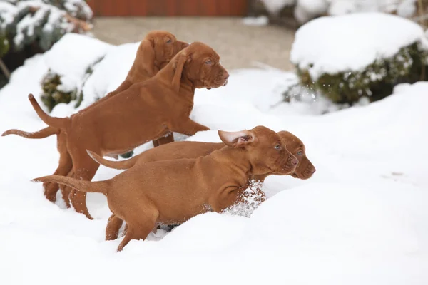 Cachorros de perro húngaro de pelo corto que apunta corriendo en invierno —  Fotos de Stock