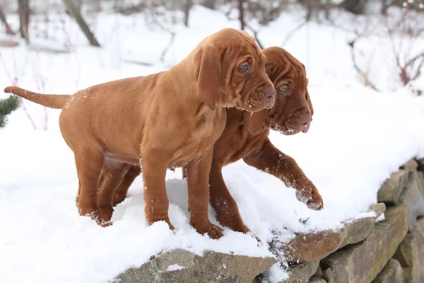 Kışın kısa saçlı Macar işaret eden köpek iki kukla — Stok fotoğraf