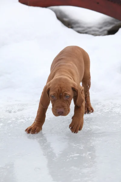 Filhote de cachorro húngaro de cabelos curtos apontando cão em movimento na la congelada — Fotografia de Stock