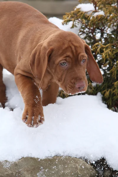 Štěně maďarských krátkosrstých polohovací psa v zimě — Stock fotografie