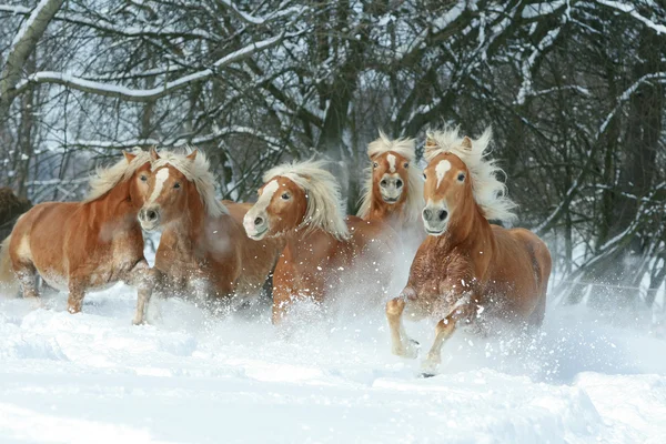 Parti av haflingerhästar tillsammans i vinter — Stockfoto