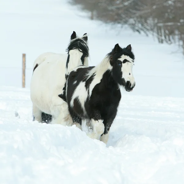 Stute mit Fohlen im Winter zusammen — Stockfoto