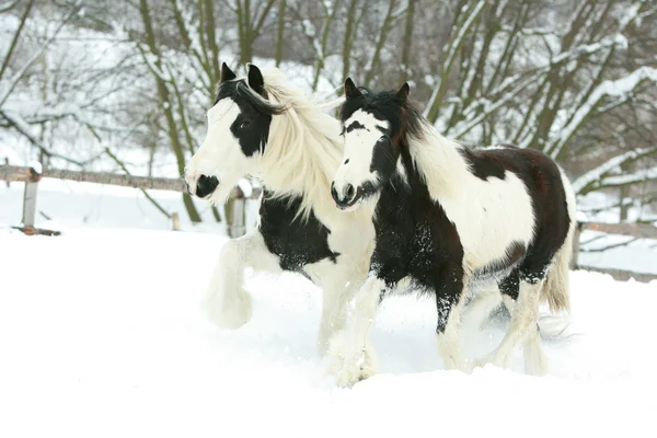 Merrie met veulen samen in de winter — Stockfoto