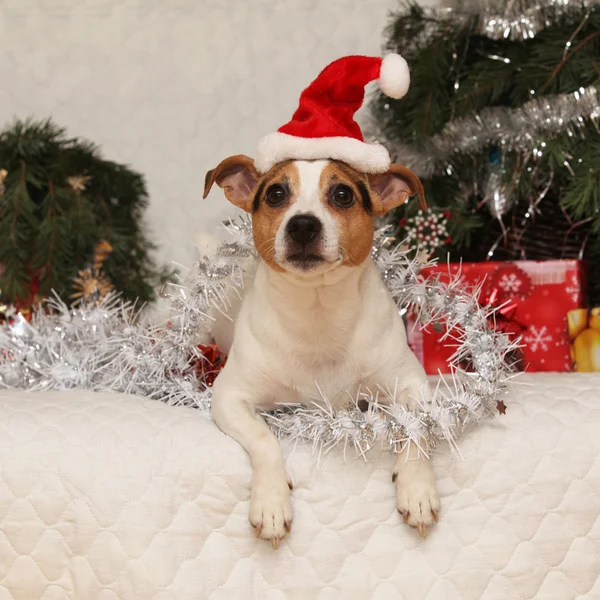 Симпатичный лживый Джек Рассел терьер в рождественской шляпе Санты — стоковое фото