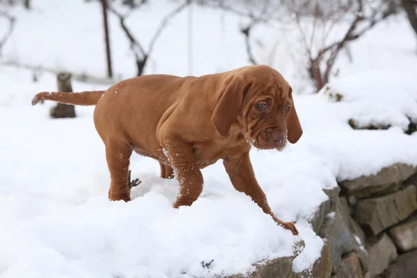 Cachorro de perro húngaro de pelo corto que señala en invierno —  Fotos de Stock