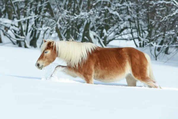 Haflinger laufen im Schnee — Stockfoto