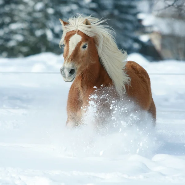 Fin haflinger med lång man kör i snö — Stockfoto