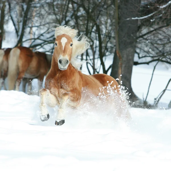 Nice haflinger with long mane running in the snow — Stock Photo, Image