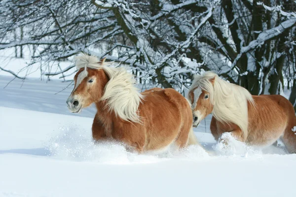 Deux beaux haflingers avec une longue crinière se déplaçant ensemble dans beaucoup — Photo