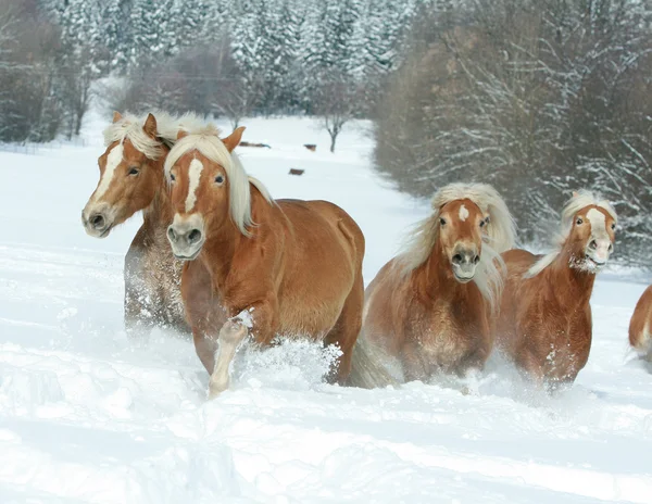 Dávka Haflingers v zimě — Stock fotografie