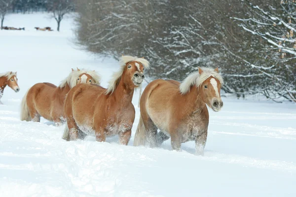 Batch van haflingers samen in de winter — Stockfoto