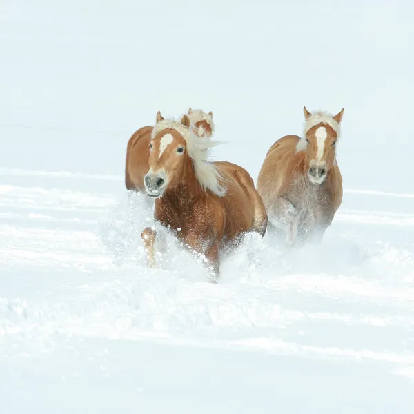 Partia haflingers razem w zimie — Zdjęcie stockowe