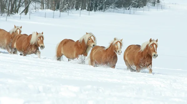 Parti av haflingerhästar tillsammans i vinter — Stockfoto