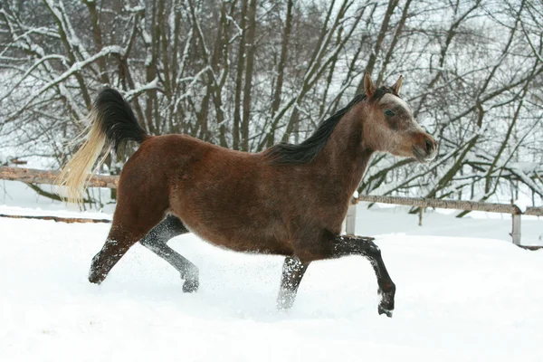 Splendido cavallo arabo che corre in inverno — Foto Stock