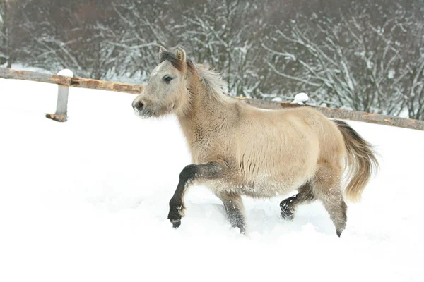 Adorable and cute bay pony running in winter — Stock Photo, Image