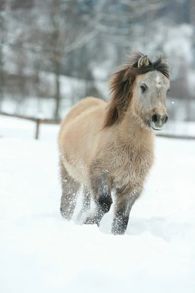 Adorabile e carino pony baia in esecuzione in inverno — Foto Stock