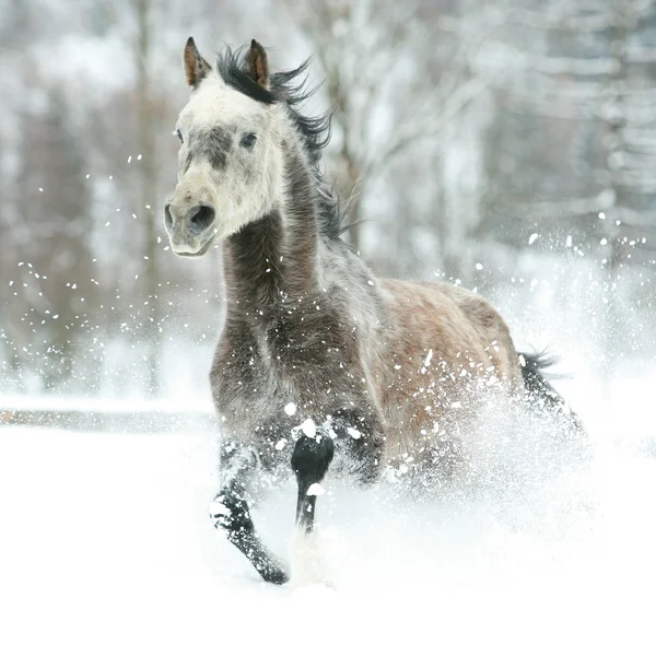 Underbara arabiska hästen körs i vinter — Stockfoto