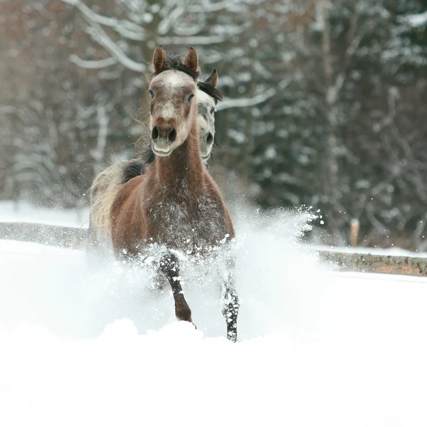 Two arabian horses running together in the snow — Stock Photo, Image