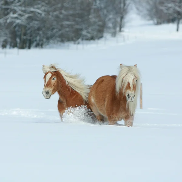 Zwei schöne Haflinger mit langer Mähne, die viel zusammen bewegen — Stockfoto