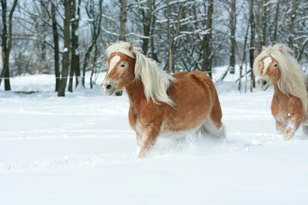 Two beautiful haflingers with long mane moving together in a lot — Stock Photo, Image
