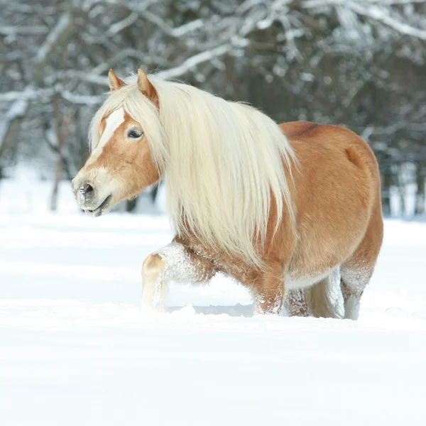Nice haflinger with long mane running in the snow — Stock Photo, Image