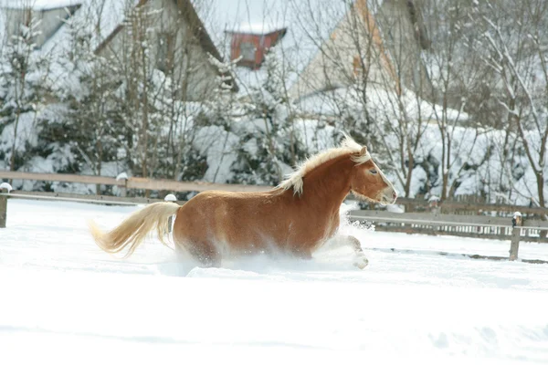 Haflinger 与长长的鬃毛，雪中奔跑 — 图库照片