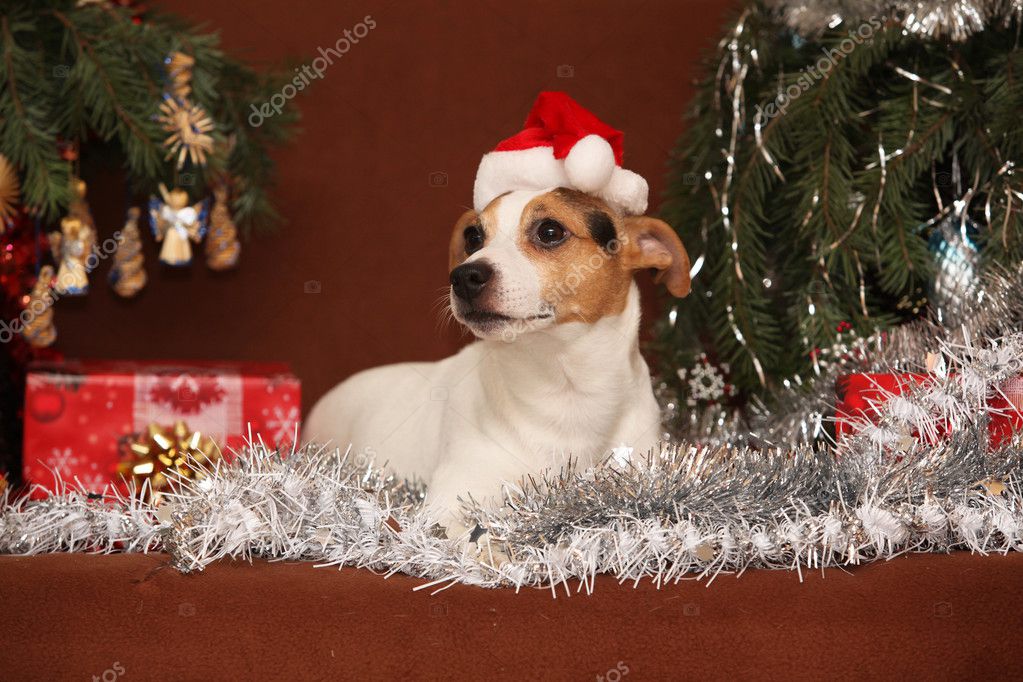 Gorgeous Jack russell terrier with santa hat in a christmas
