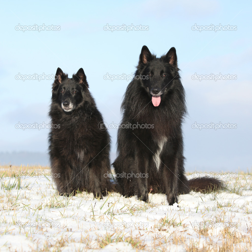 Two amazing Groenendaels sitting in winter