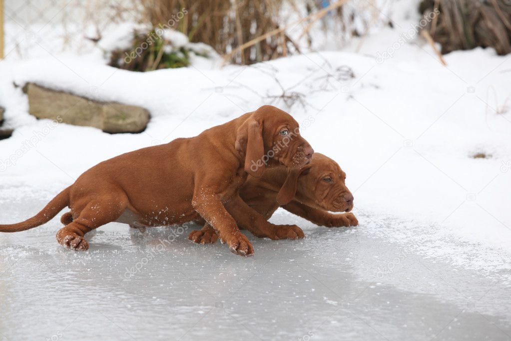 Two puppies of Hungarian Short-haired Pointing Dog on frozen lak