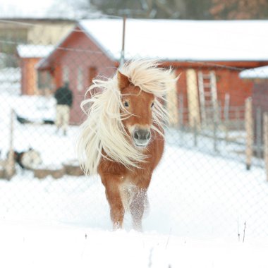 Gorgeous shetland pony with long mane in winter clipart