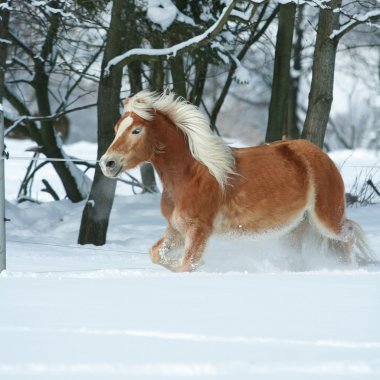 Amazing haflinger running in the snow clipart