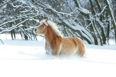 uzun yele karda koşma ile haflinger