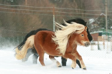 Two gorgeous ponnies with long mane running in winter clipart