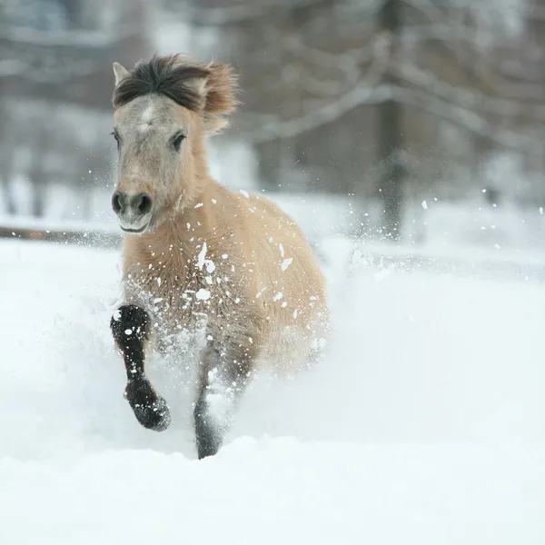 Adorable and cute bay pony running in winter — Stock Photo, Image